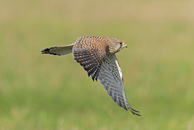 BUITEN BEELD Foto: 438154