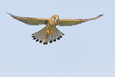 BUITEN BEELD Foto: 438155