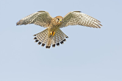 BUITEN BEELD Foto: 438156