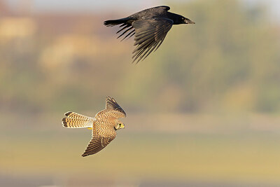 BUITEN BEELD Foto: 438157