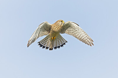 BUITEN BEELD Foto: 438158