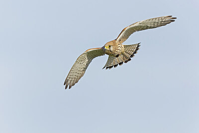 BUITEN BEELD Foto: 438161