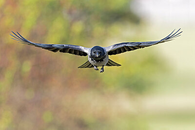 BUITEN BEELD Foto: 438162