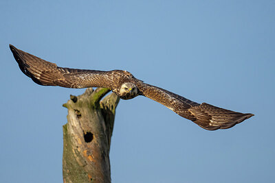 BUITEN BEELD Foto: 438164