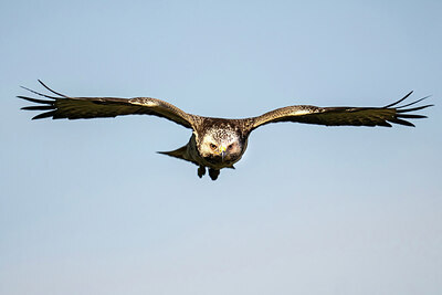 BUITEN BEELD Foto: 438165