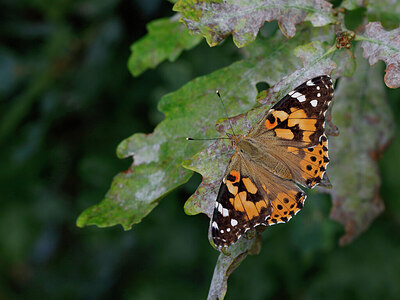 BUITEN BEELD Foto: 438167