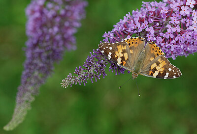 BUITEN BEELD Foto: 438168