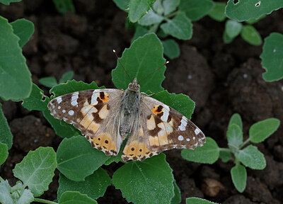 BUITEN BEELD Foto: 438170