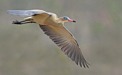 BUITEN BEELD Foto: 438173