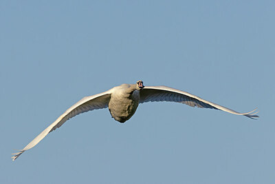 BUITEN BEELD Foto: 438174