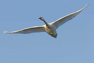 BUITEN BEELD Foto: 438175