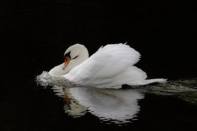 BUITEN BEELD Foto: 438177