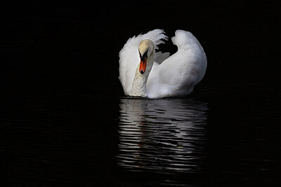 BUITEN BEELD Foto: 438178