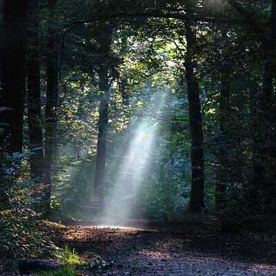 BUITEN BEELD Foto: 438185