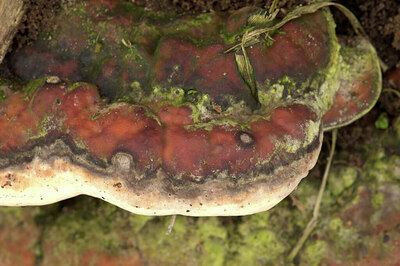 BUITEN BEELD Foto: 438200