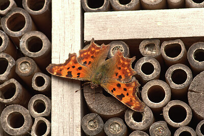BUITEN BEELD Foto: 438207