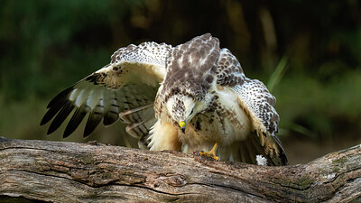 BUITEN BEELD Foto: 438231