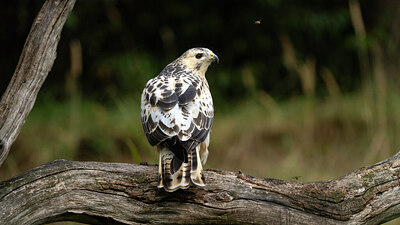BUITEN BEELD Foto: 438233