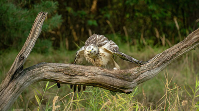 BUITEN BEELD Foto: 438235
