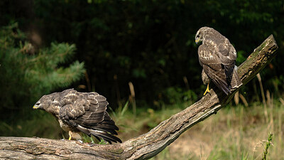 BUITEN BEELD Foto: 438236