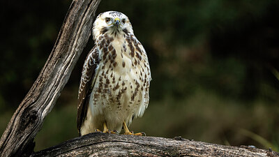 BUITEN BEELD Foto: 438238