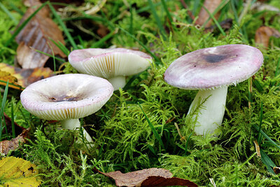 BUITEN BEELD Foto: 438243