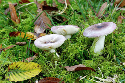 BUITEN BEELD Foto: 438244