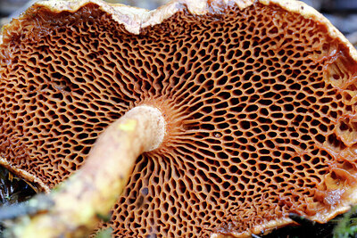 BUITEN BEELD Foto: 438246