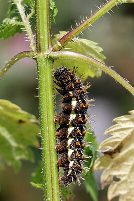 BUITEN BEELD Foto: 438248