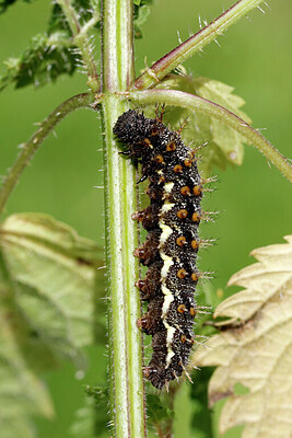 BUITEN BEELD Foto: 438249