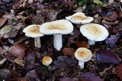 BUITEN BEELD Foto: 438250