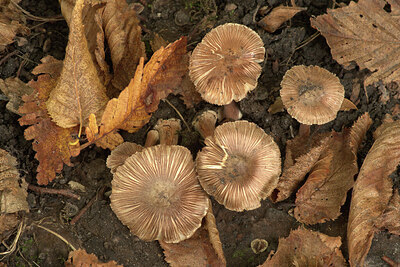 BUITEN BEELD Foto: 438261