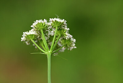 BUITEN BEELD Foto: 438273