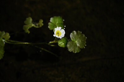 BUITEN BEELD Foto: 438274