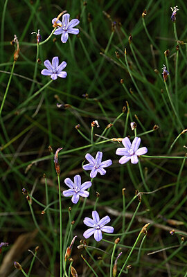 BUITEN BEELD Foto: 438275
