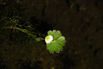 BUITEN BEELD Foto: 438276