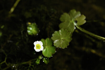 BUITEN BEELD Foto: 438277