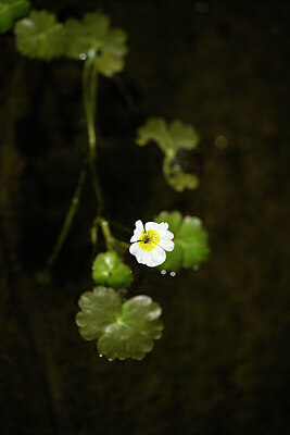 BUITEN BEELD Foto: 438278