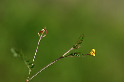 BUITEN BEELD Foto: 438280