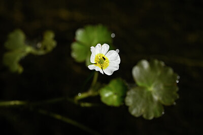 BUITEN BEELD Foto: 438281