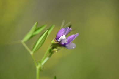 BUITEN BEELD Foto: 438282