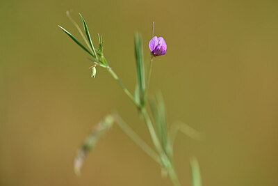 BUITEN BEELD Foto: 438283
