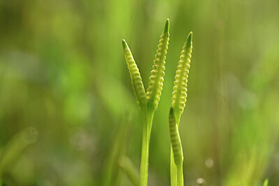 BUITEN BEELD Foto: 438284