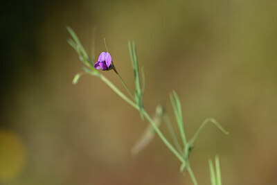BUITEN BEELD Foto: 438285