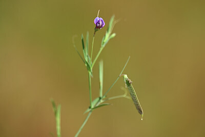BUITEN BEELD Foto: 438286