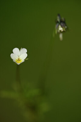 BUITEN BEELD Foto: 438287