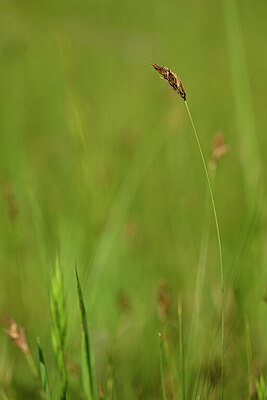 BUITEN BEELD Foto: 438288