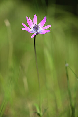 BUITEN BEELD Foto: 438289