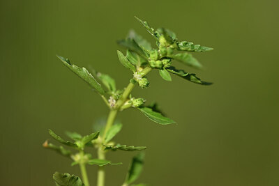 BUITEN BEELD Foto: 438291