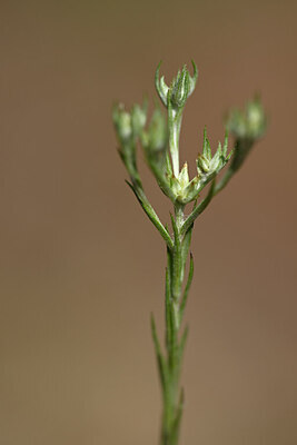 BUITEN BEELD Foto: 438292